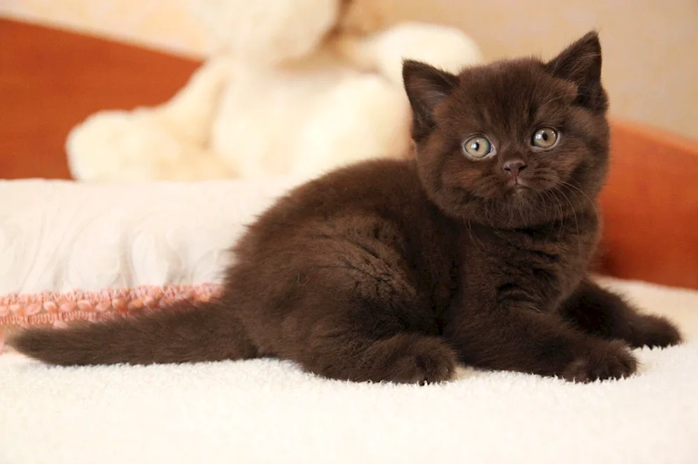 British Shorthair Cinnamon