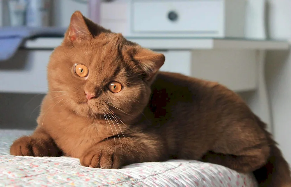 British shorthair cat Cynnamon