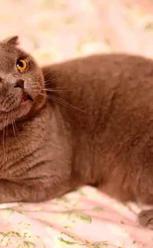 British shorthair cinnamon