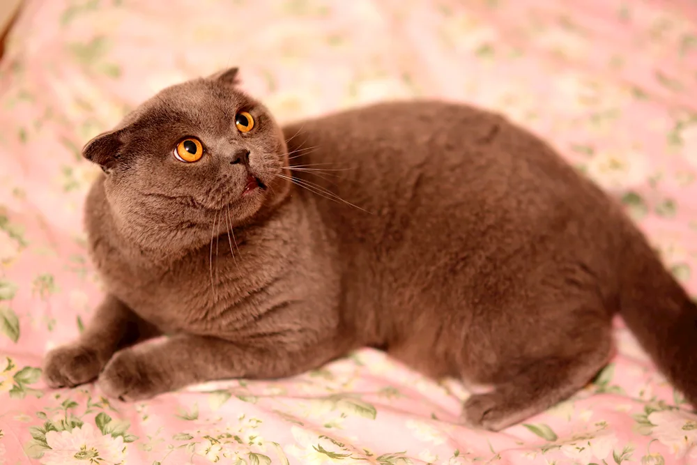 British shorthair cinnamon