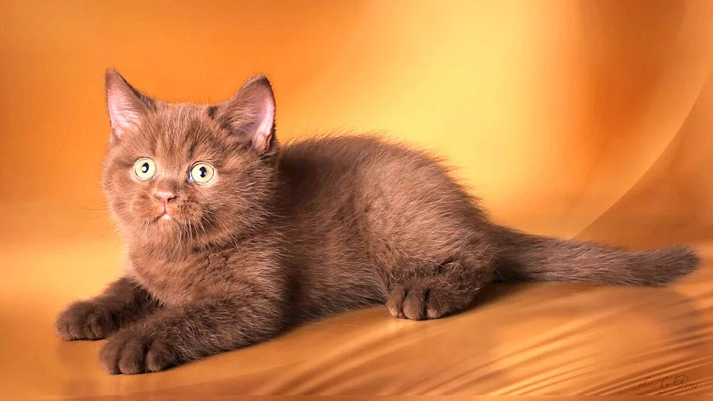 British Shorthair Cinnamon