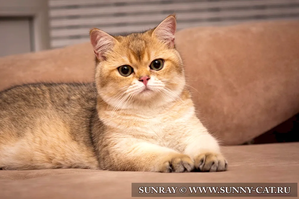 Scottish Golden tiked chinchilla chinchilla cat