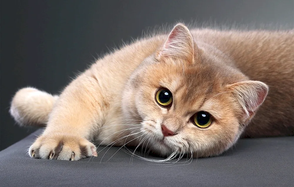 Scottish Fold Red