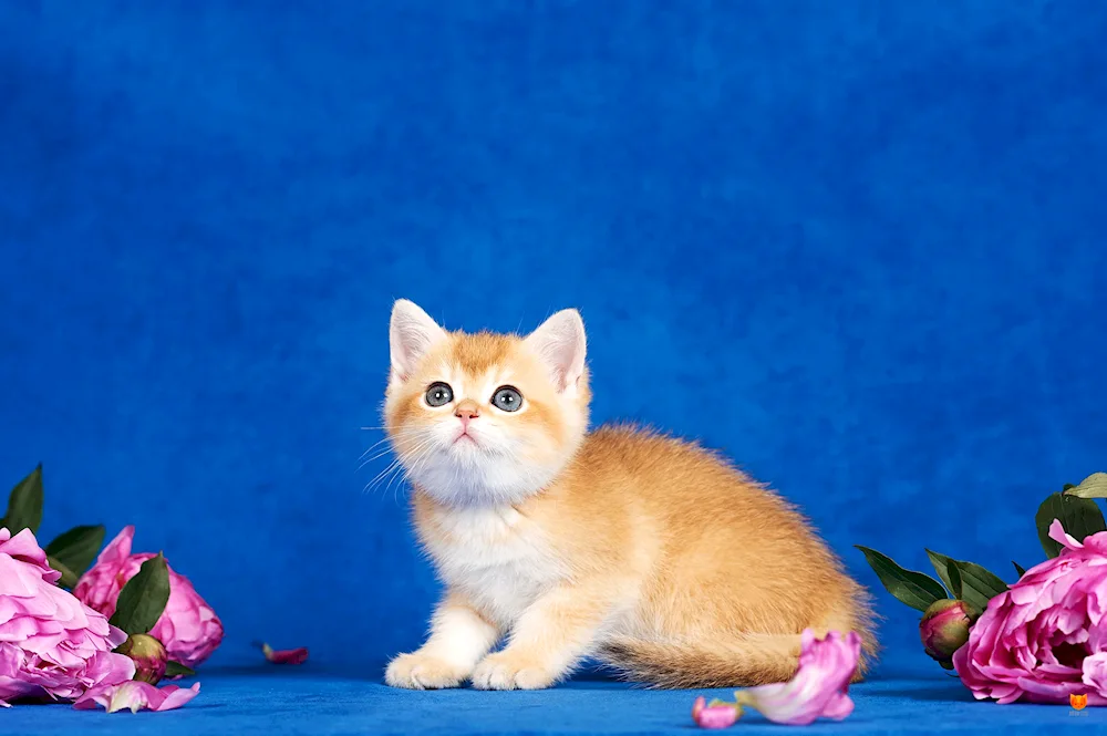 British Golden Chinchilla