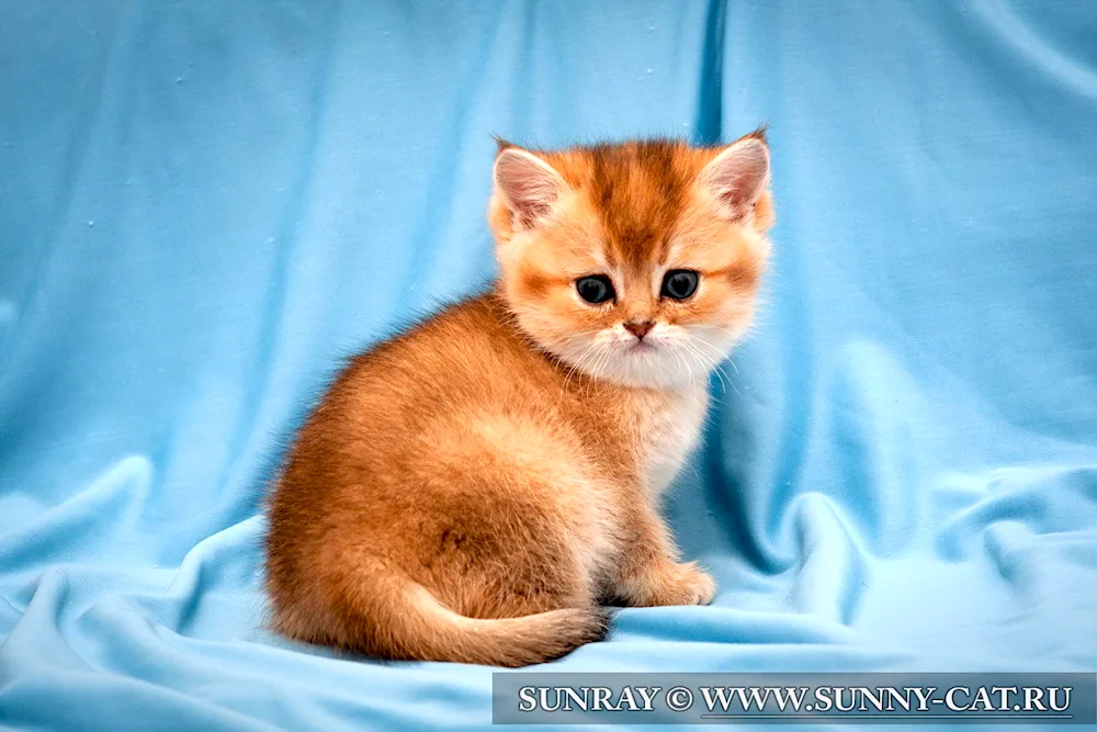 Scottish Shorthair Golden Chinchilla