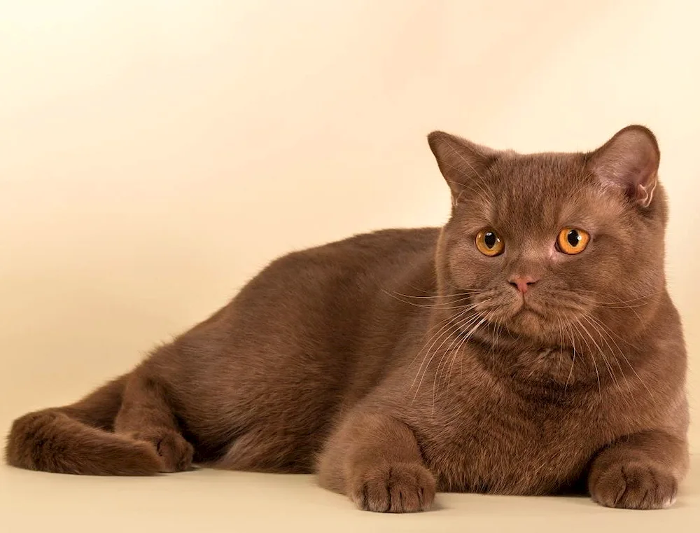 British Shorthair Cinnamon