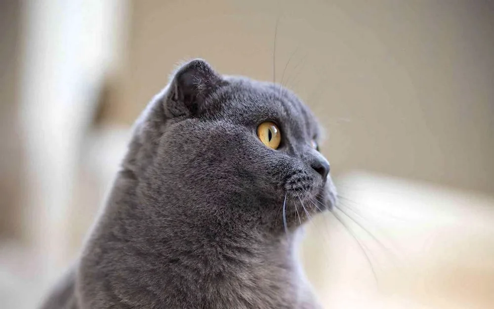 Scottish lop cat grey amber eyes