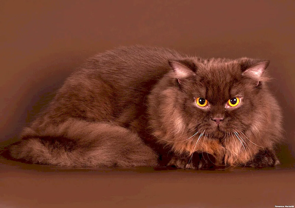 British Shorthair Chocolate