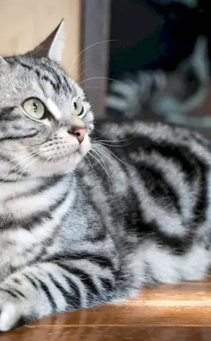 British Shorthair cat striped