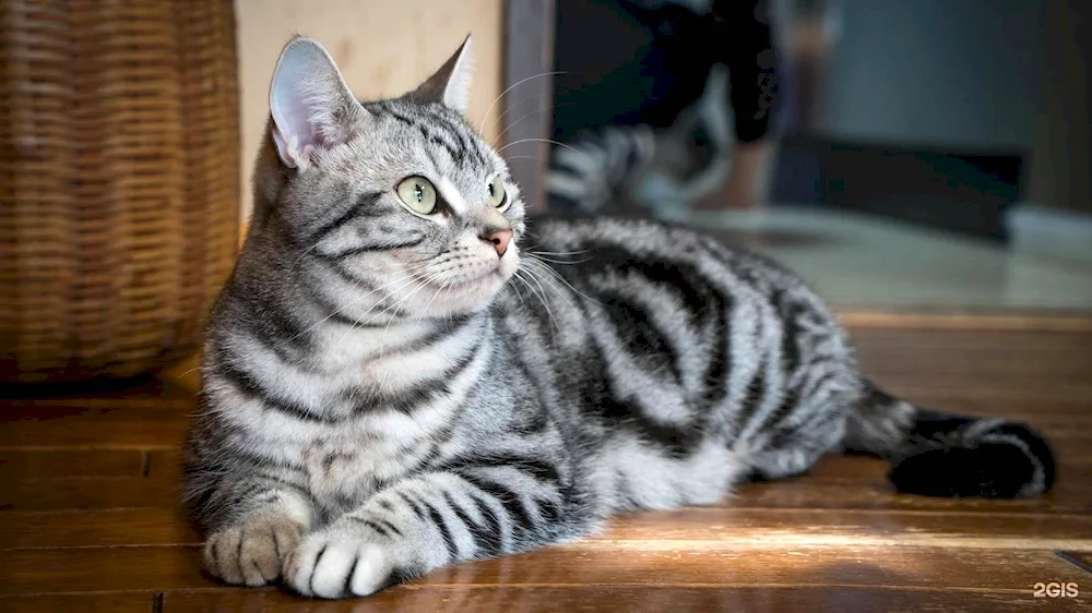 British Shorthair cat striped