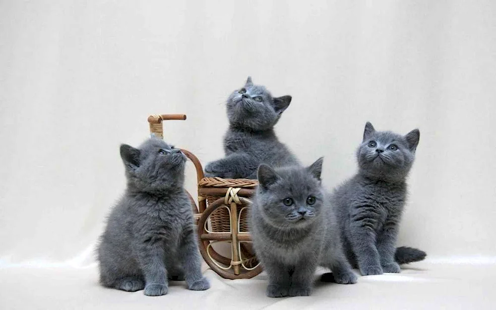 British blue cat