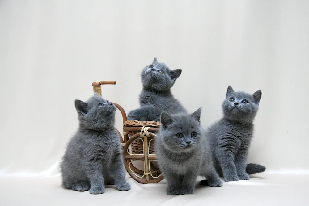 British shorthair cat kitten