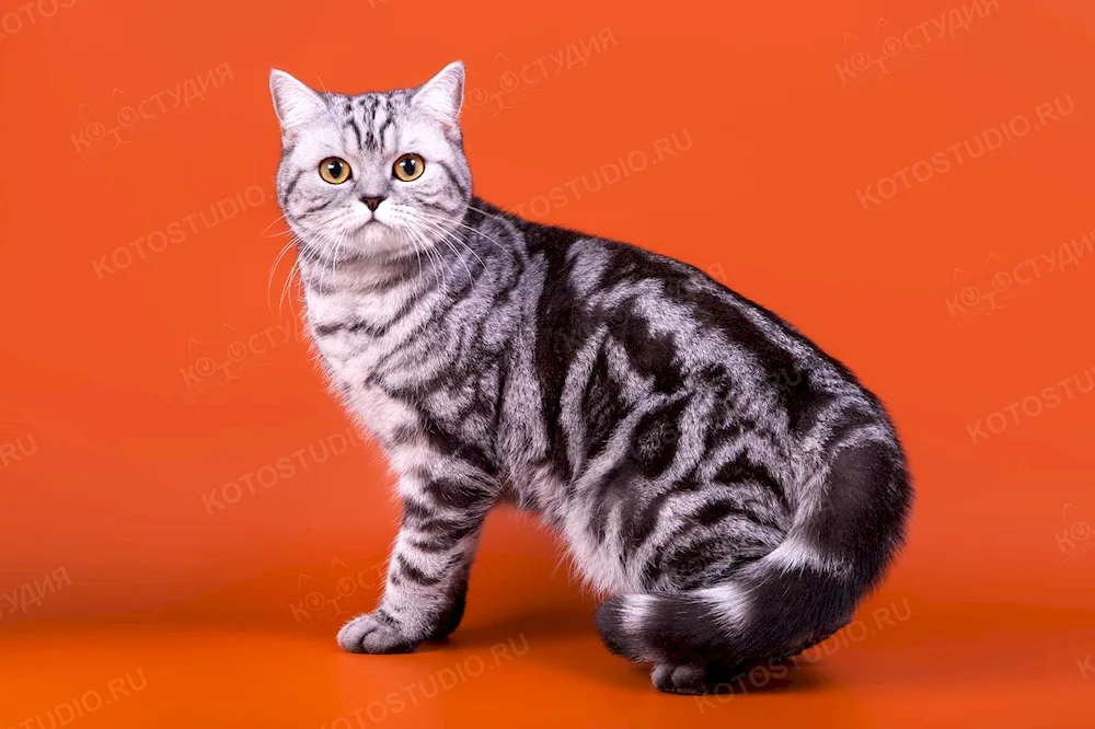 British marbled. tabby