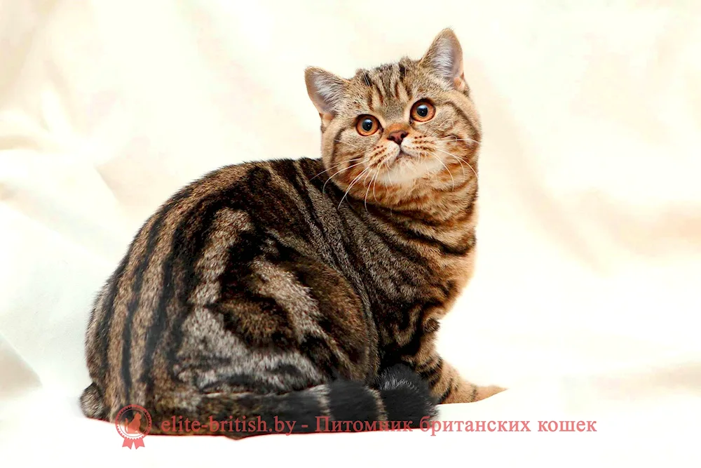 Marbled Manx tabby