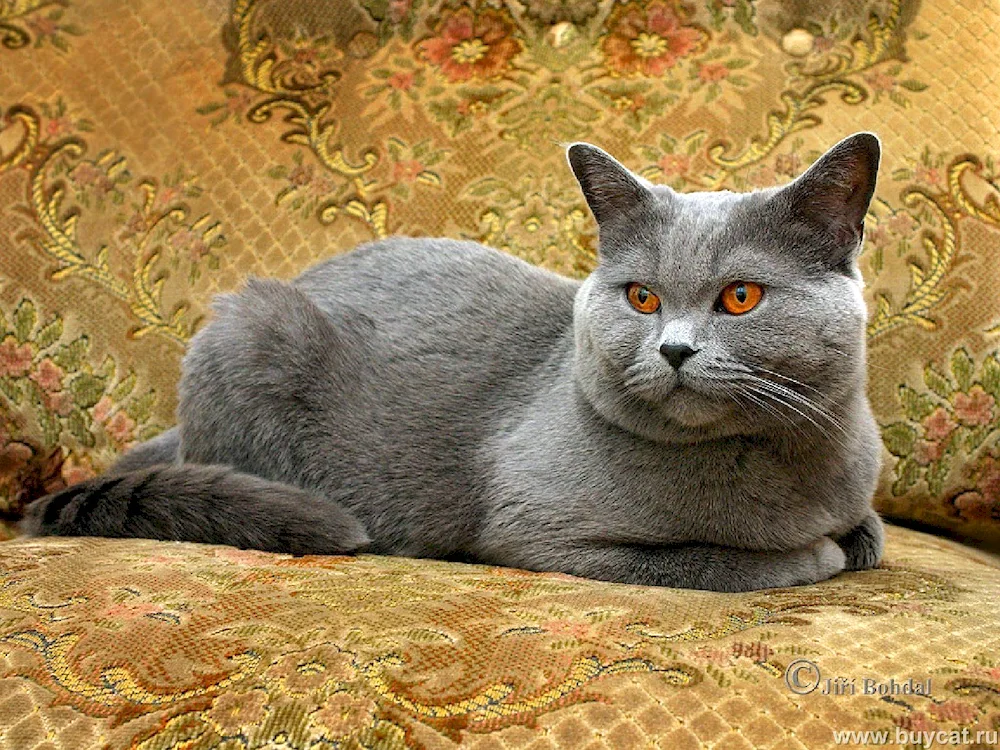 Scottish Straight purple cat