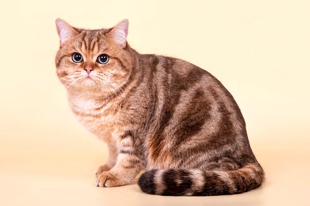 British tabby cat