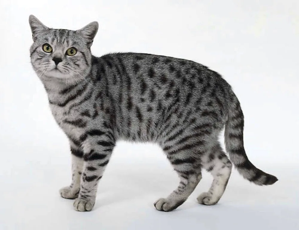 British tabby cat