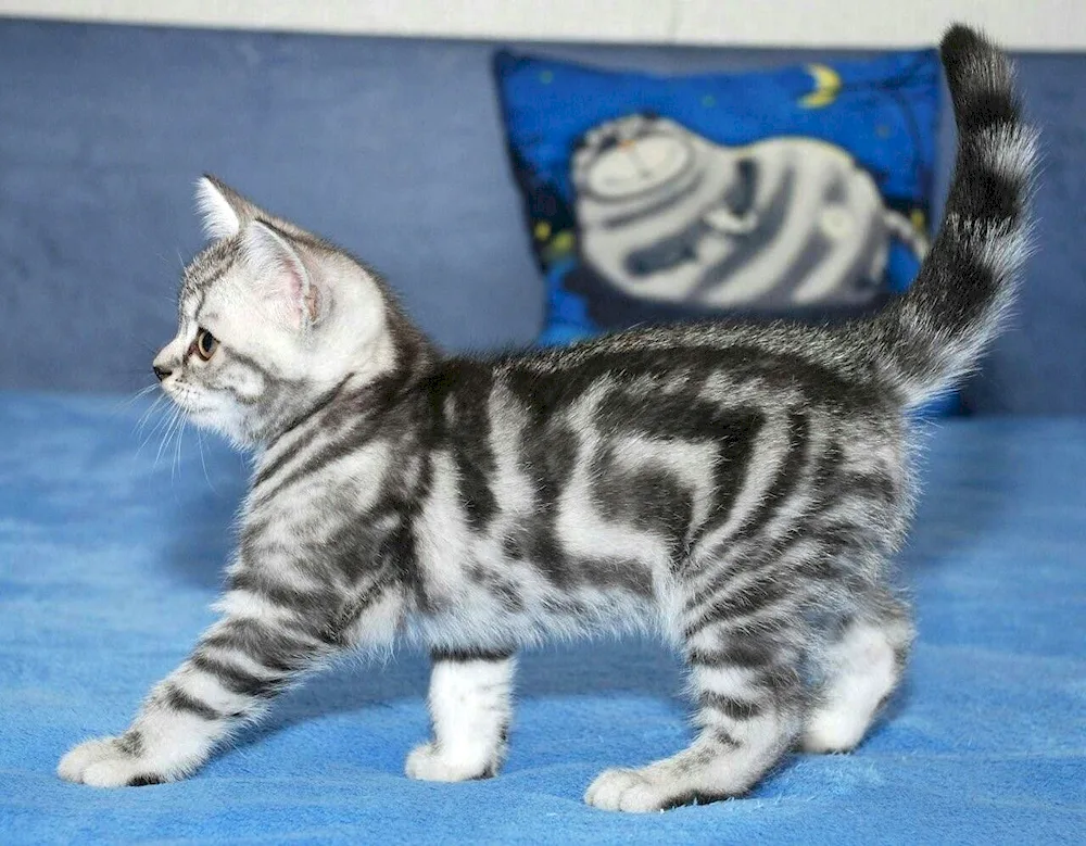 British tabby cat marbled