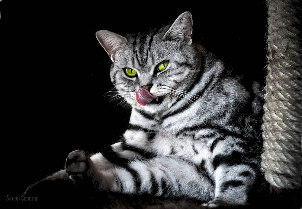 Marbled tabby british