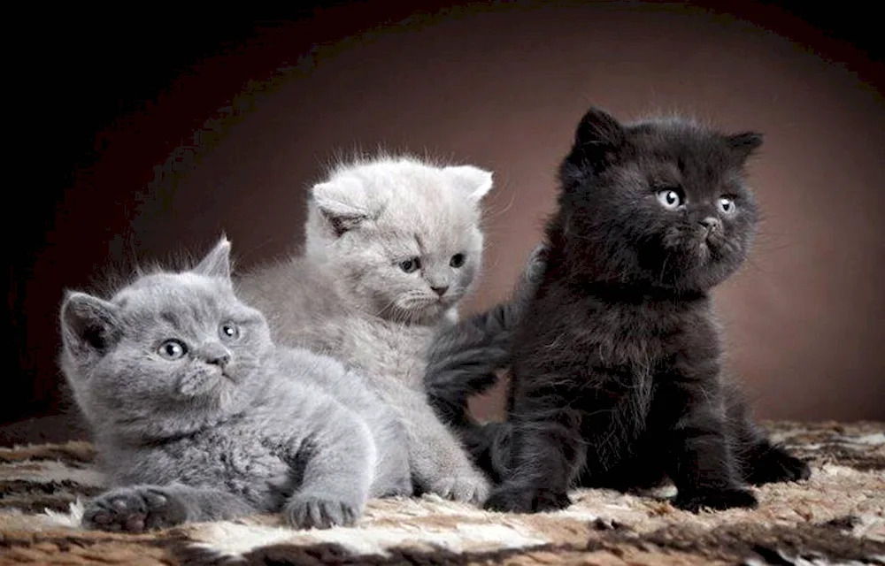 British shorthair cat