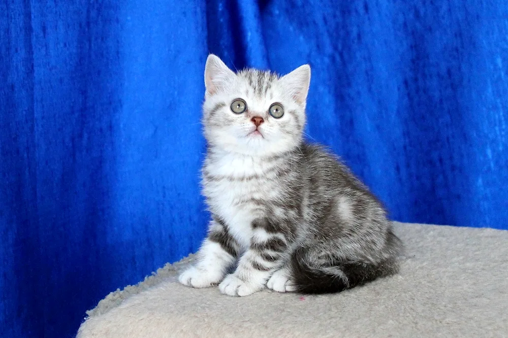 British marbled tabby