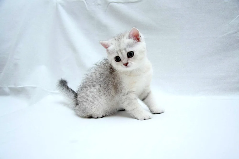 British silver chinchilla cat