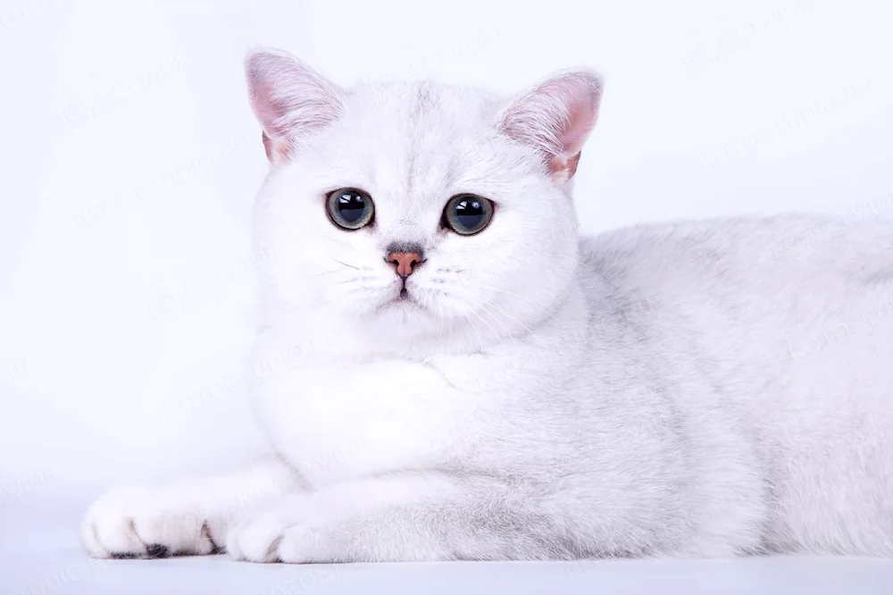 Persian long-haired chinchilla cat