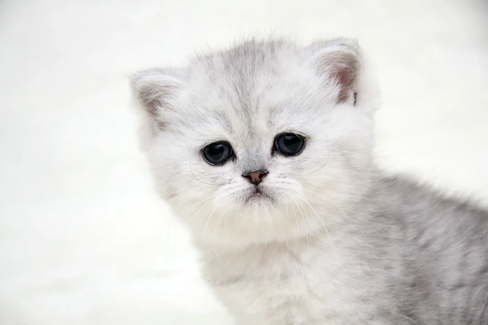 British silver chinchilla