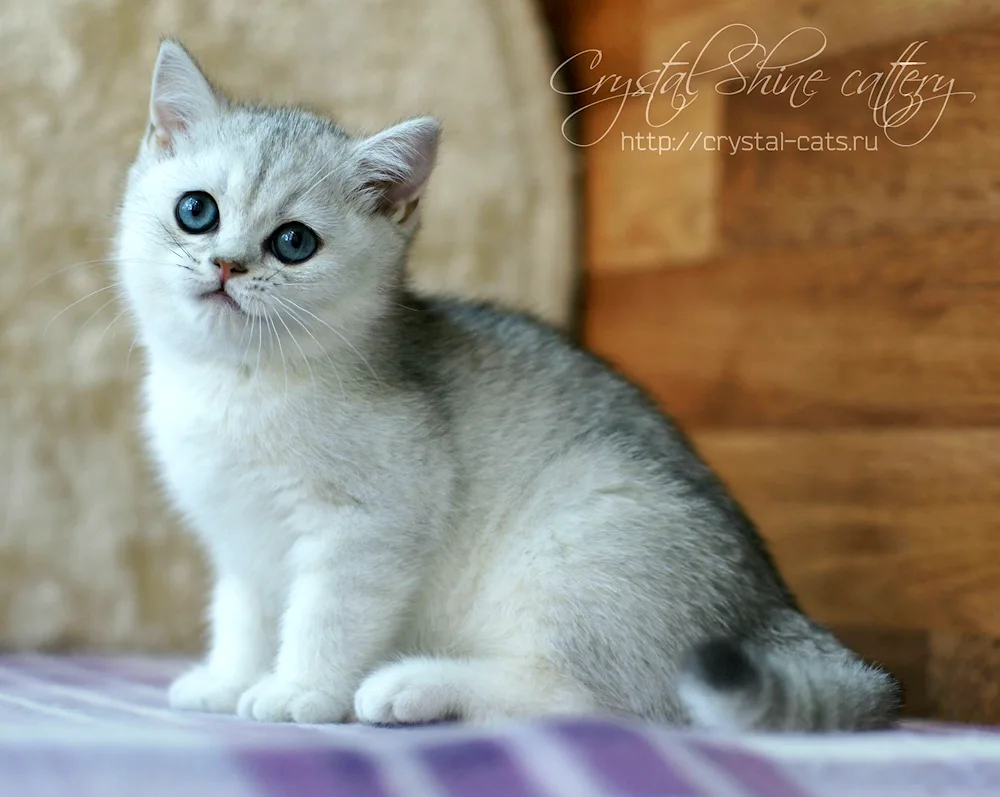 British Silver Chinchilla