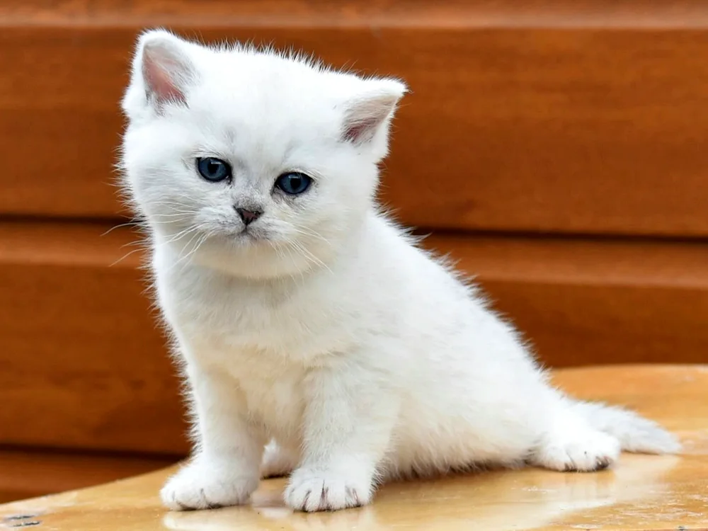 British Longhair Chinchilla