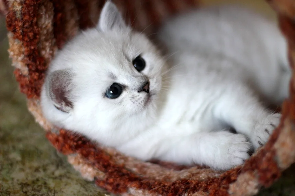 British silver chinchilla