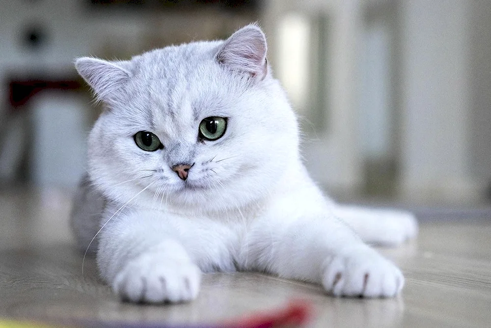 Golden Ticinese chinchilla cat