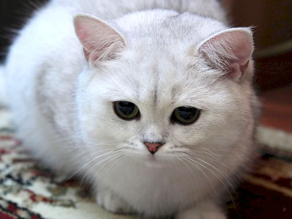 British silver tic chinchilla cat