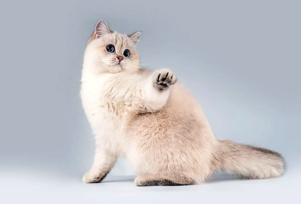 Scottish Fold Golden chinchilla