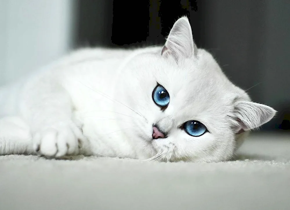 British Golden Chinchilla cat