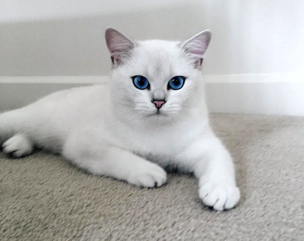 British chinchilla Cobi cat