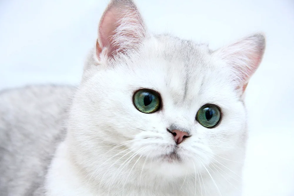 Persian long-haired chinchilla cat