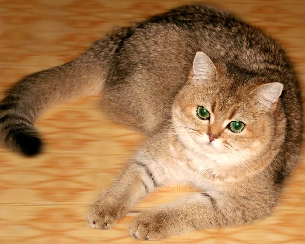 Scottish Golden Chinchilla