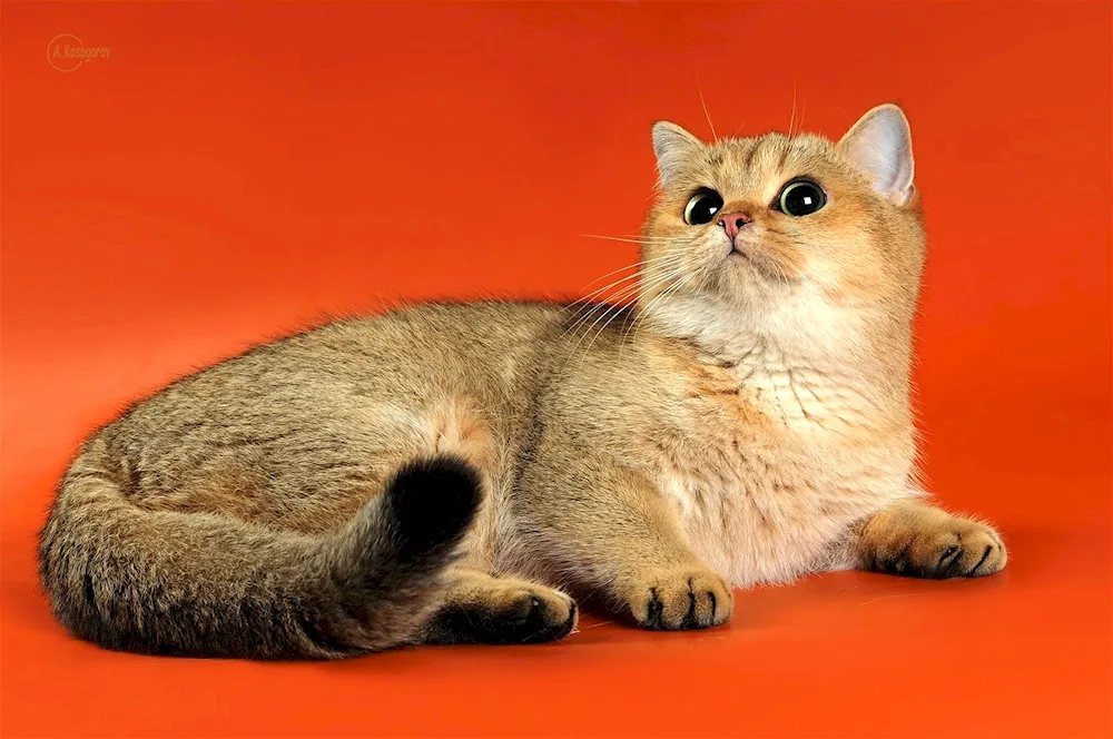 British Golden tiked chinchilla