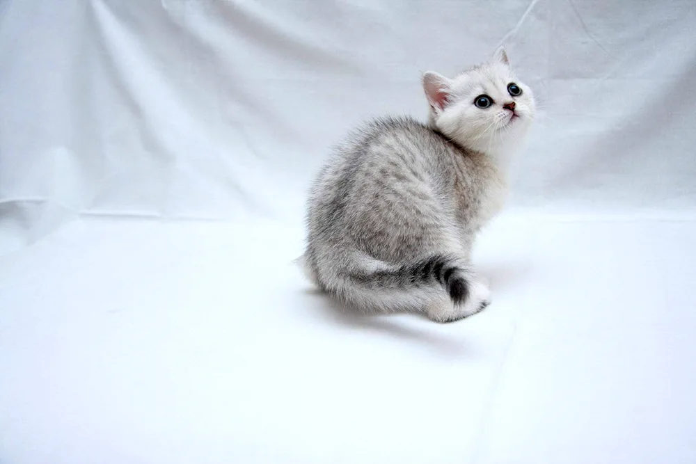 British Golden Chinchilla cat