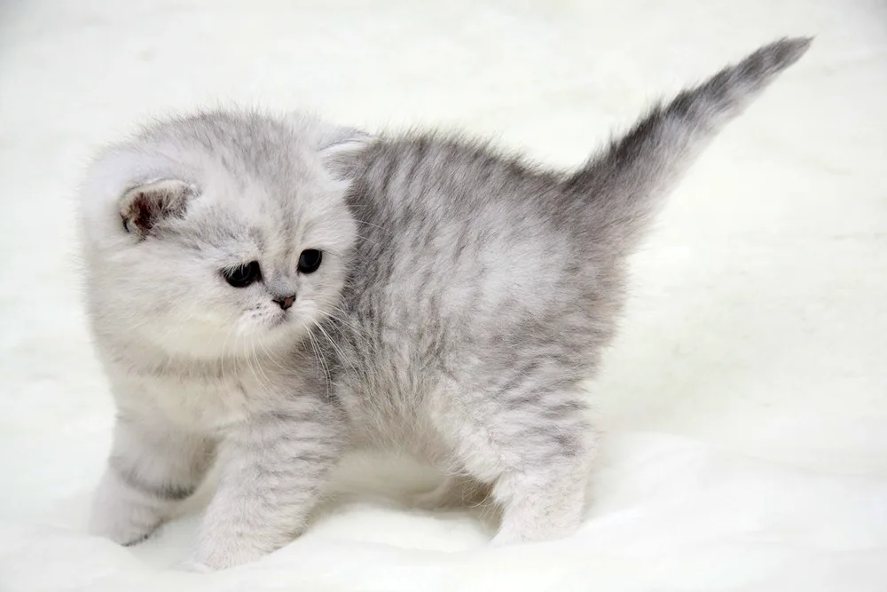 British Siberian Chinchilla