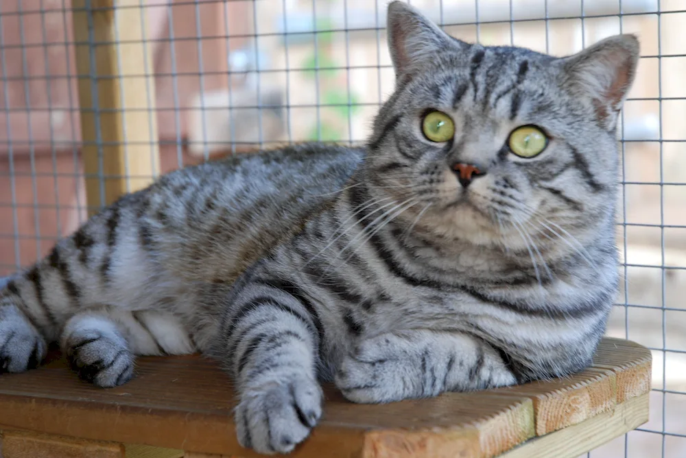 British Silver tabby