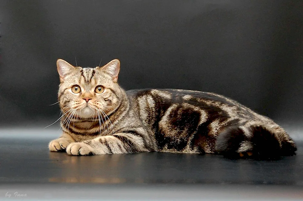 British marbled kittens