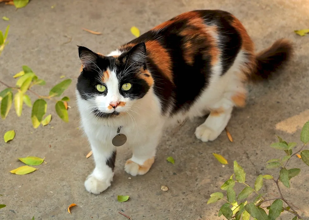 Three-haired cat