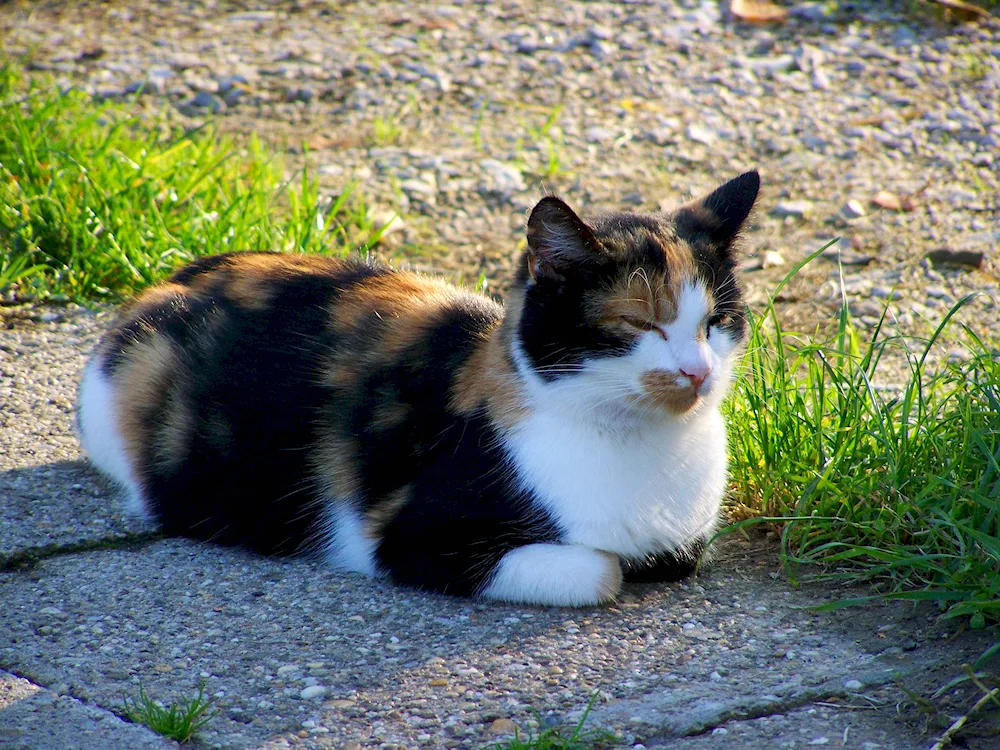 British tri-coloured shorthair cat