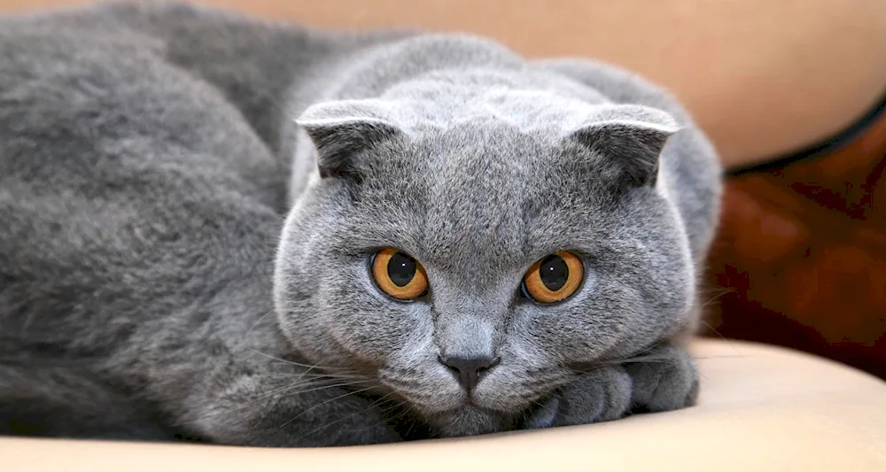 Scottish lop cat