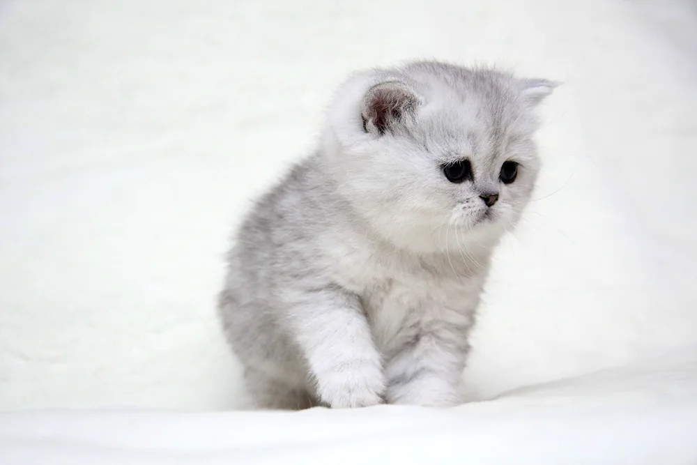 British silver tuffed chinchilla cat