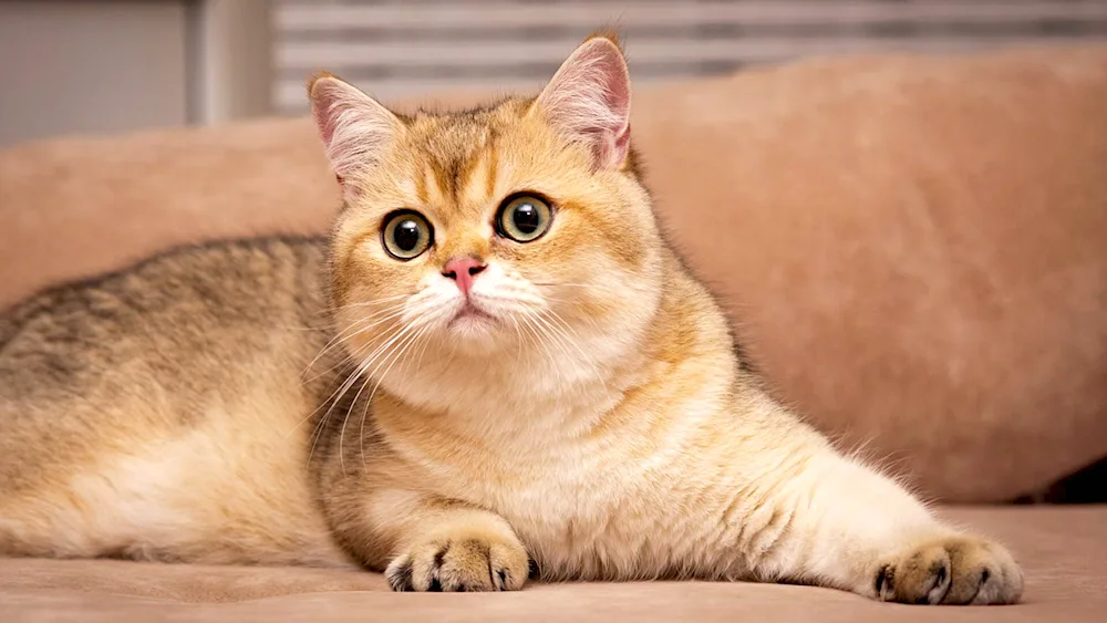 British Golden Chinchilla