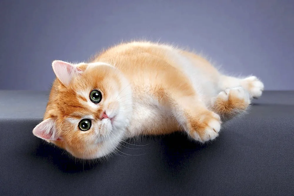 Scottish cat lop-eared cat red
