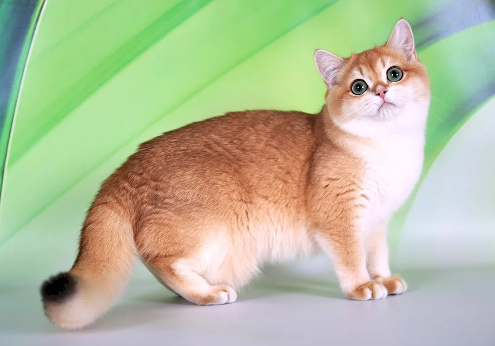 British long-haired chinchilla